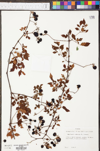 Nekemias arborea image