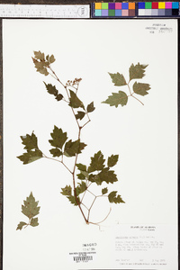 Ampelopsis arborea image