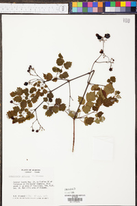 Ampelopsis arborea image