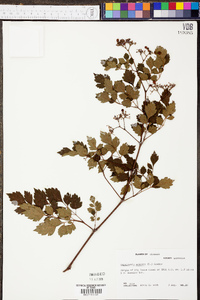 Ampelopsis arborea image