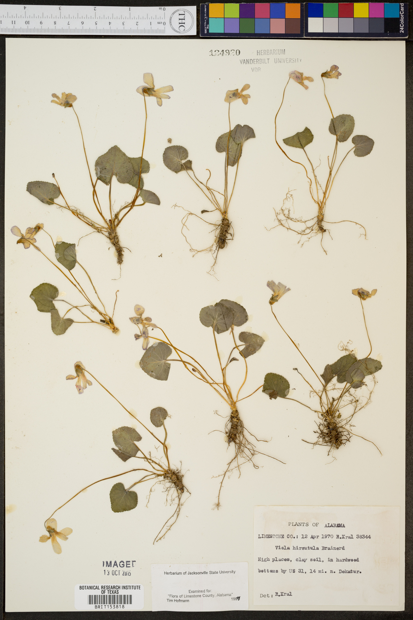 Viola hirsutula image