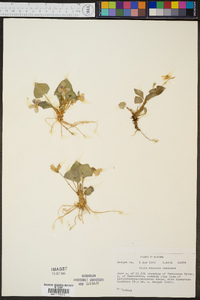 Viola hirsutula image