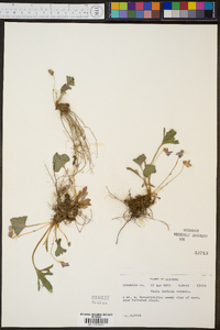 Viola triloba image