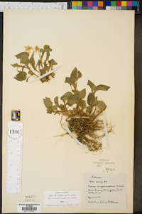 Viola striata image