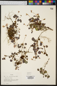 Viola walteri image