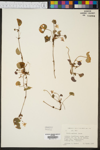 Viola walteri image