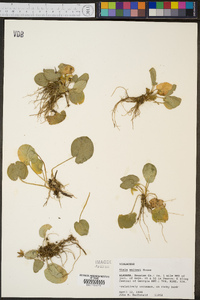 Viola walteri image