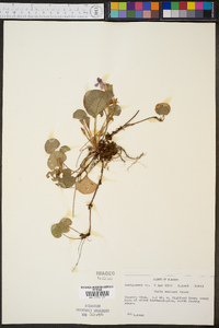 Viola walteri image