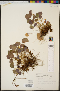 Viola walteri image