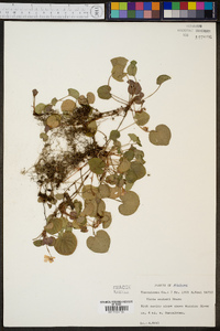 Viola walteri image