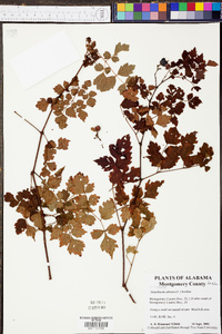 Ampelopsis arborea image