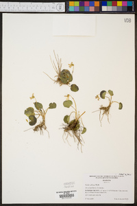 Viola villosa image