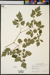 Ampelopsis arborea image