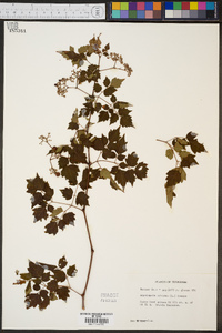 Ampelopsis arborea image