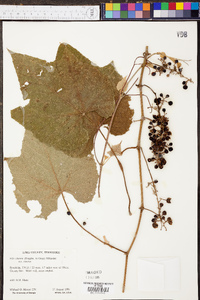 Vitis cinerea image