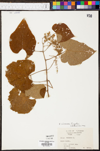 Vitis cinerea image