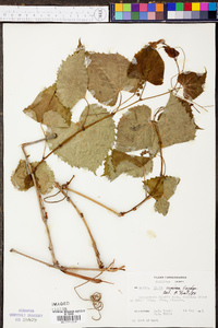 Vitis cinerea image