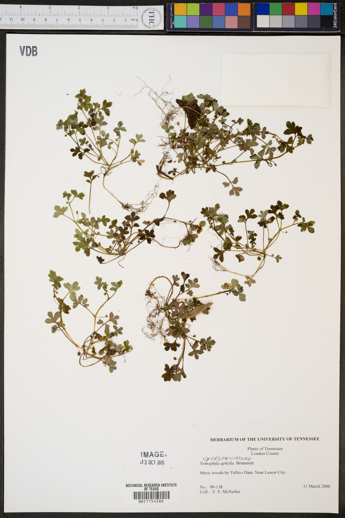Nemophila aphylla image