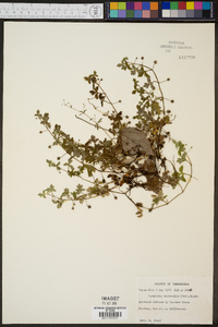 Nemophila microcalyx image