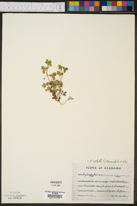 Nemophila aphylla image