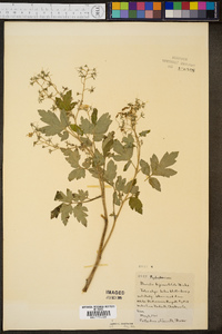 Phacelia bipinnatifida image