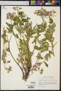 Phacelia bipinnatifida image