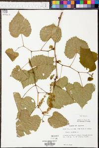 Vitis vulpina image