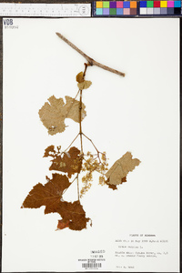 Vitis vulpina image