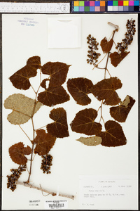 Vitis vulpina image