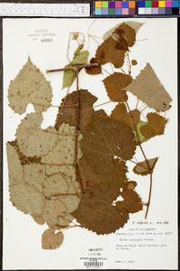 Vitis vulpina image