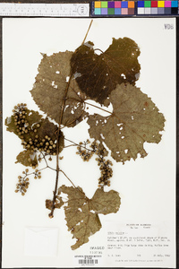 Vitis vulpina image