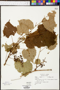 Vitis vulpina image