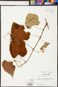 Vitis vulpina image