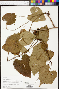 Vitis vulpina image