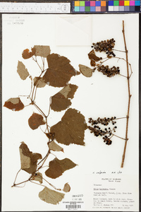 Vitis vulpina image