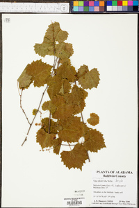 Vitis rotundifolia image