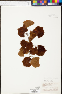 Vitis rotundifolia image