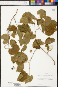 Vitis rotundifolia image