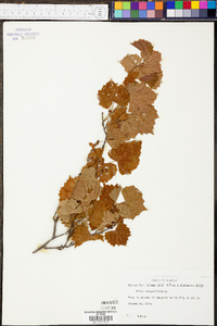 Vitis rotundifolia image
