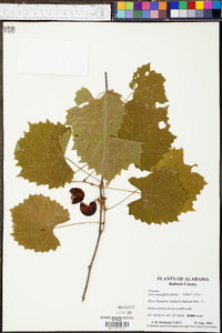 Vitis rotundifolia image