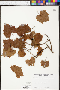 Vitis rotundifolia image