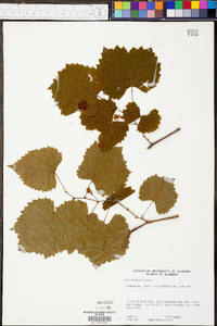 Vitis rotundifolia image