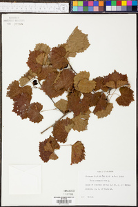 Vitis rotundifolia image