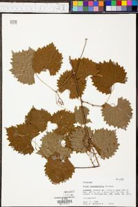 Vitis rotundifolia image