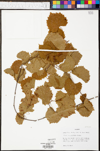 Vitis rotundifolia image