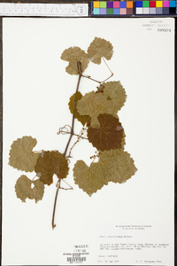 Vitis rotundifolia image