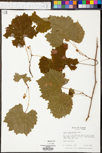 Vitis rotundifolia image