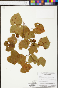 Vitis rotundifolia image