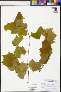 Vitis rotundifolia image