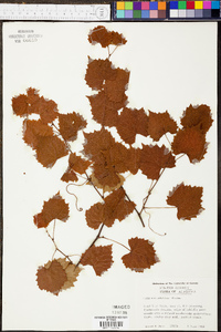 Vitis rotundifolia image